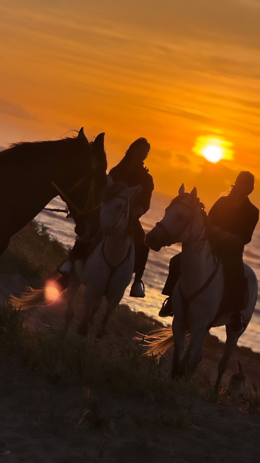 Silhouette coucher de soleil à cheval