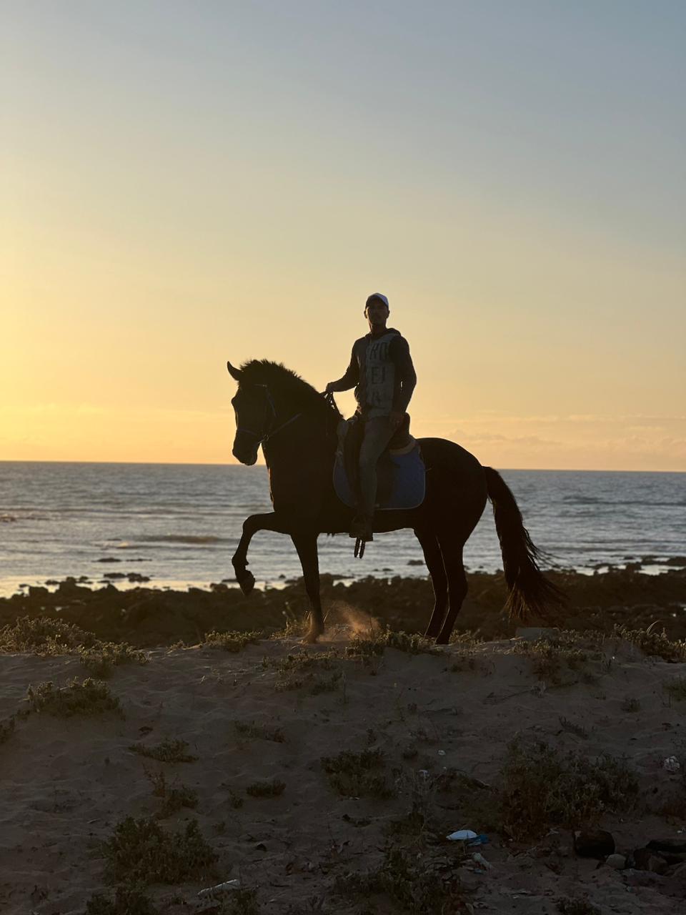 Silhouette cheval au galop au coucher de soleil
